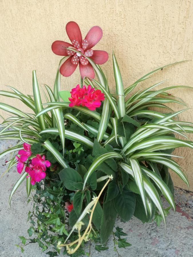 Гостевой дом Pensiunea Vladut Timisoara Тимишоара-38